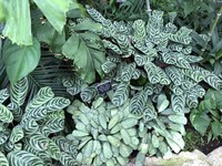 Lush, tropical houseplants thrive in the high humidity environment of the  Marjorie McNeely Conservatory at Como Park. (NDSU photo)