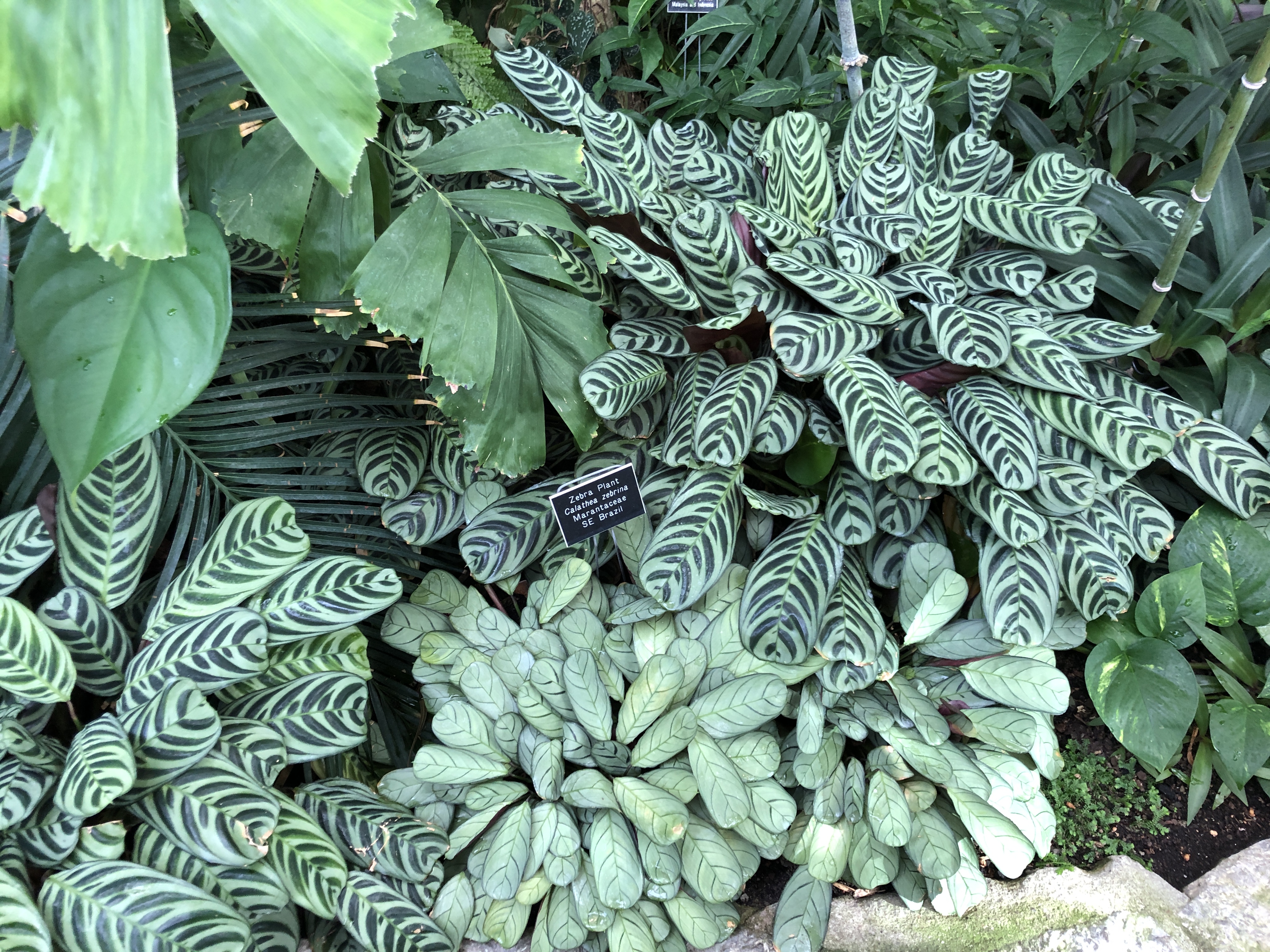 Lush, tropical houseplants thrive in the high humidity environment of the  Marjorie McNeely Conservatory at Como Park. (NDSU photo)