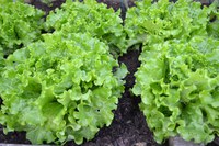 Batavia lettuce is delicious and easy to grow. (Pixabay photo)