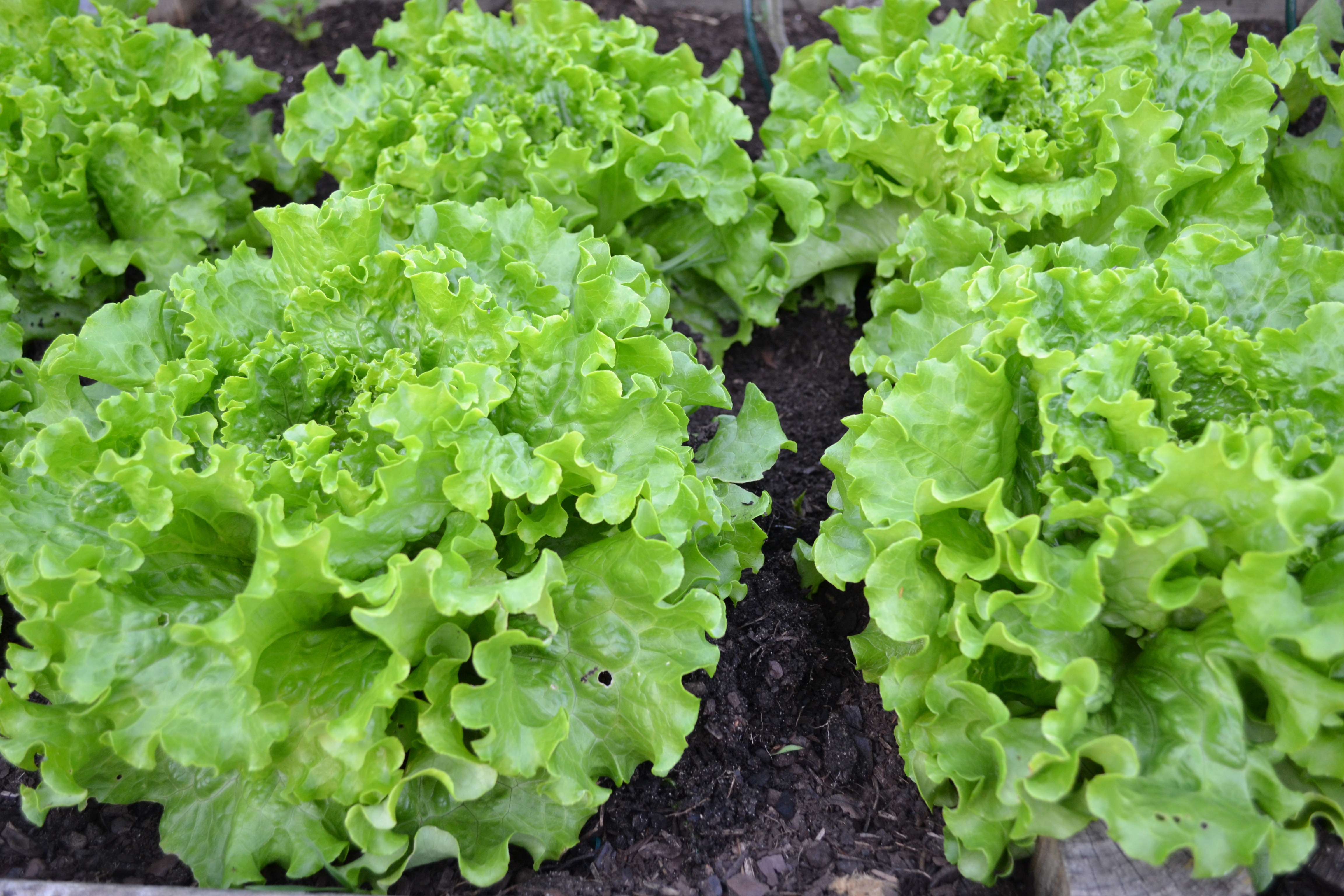 Batavia lettuce is delicious and easy to grow. (Pixabay photo)