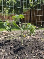 To get the most out of your tomato plants, NDSU Extension shares some helpful gardening tips. (NDSU photo)