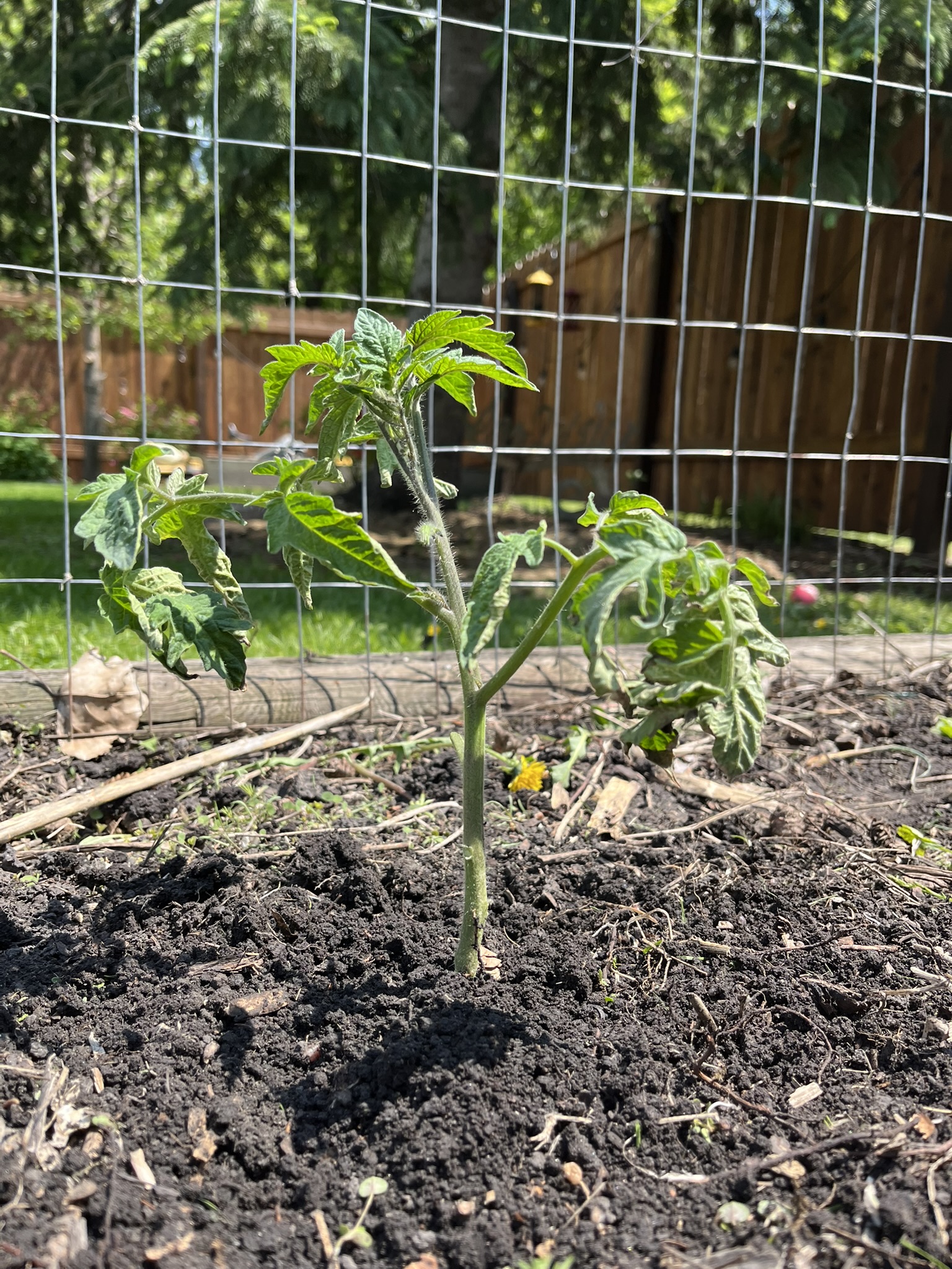 To get the most out of your tomato plants, NDSU Extension shares some helpful gardening tips. (NDSU photo)