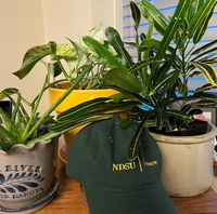 According to the National Initiative for Consumer Horticulture, having indoor plants at work boosts creativity and productivity, and increases job satisfaction. (NDSU photo)