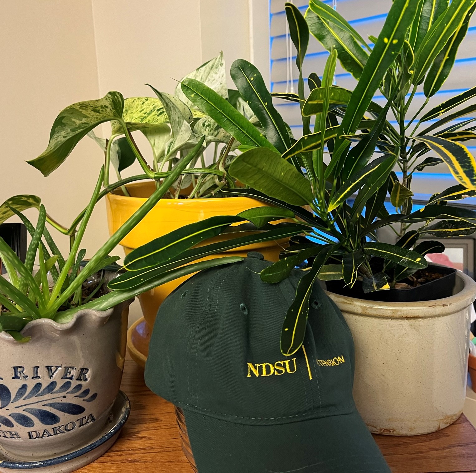 According to the National Initiative for Consumer Horticulture, having indoor plants at work boosts creativity and productivity, and increases job satisfaction. (NDSU photo)