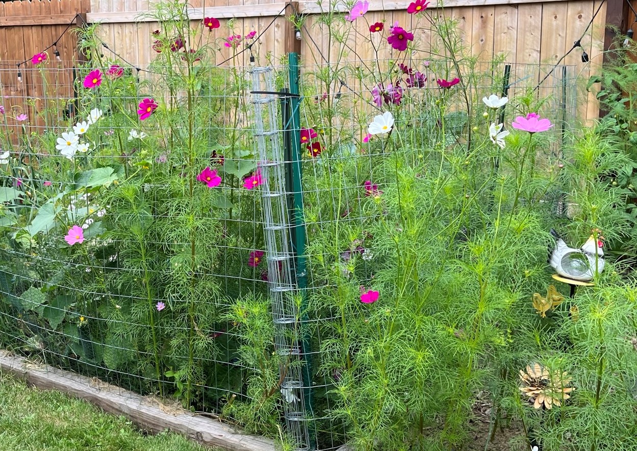 Left unchecked, "volunteer" plants from a previous season, such as this patch of cosmos and dill, can overcrowd desired vegetables. (NDSU photo)