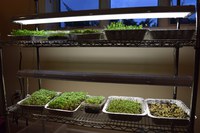 Microgreens typically are grown in shallow containers with approximately 1 to 2 inches of new potting soil. (NDSU photo)