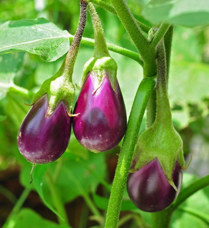 Go beyond your comfort zone by planting vegetables such as eggplant when you plan your garden next year. (Photo courtesy of Joydeep, CC BY-SA 3.0, https://commons.wikimedia.org/w/index.php?curid=20825279)