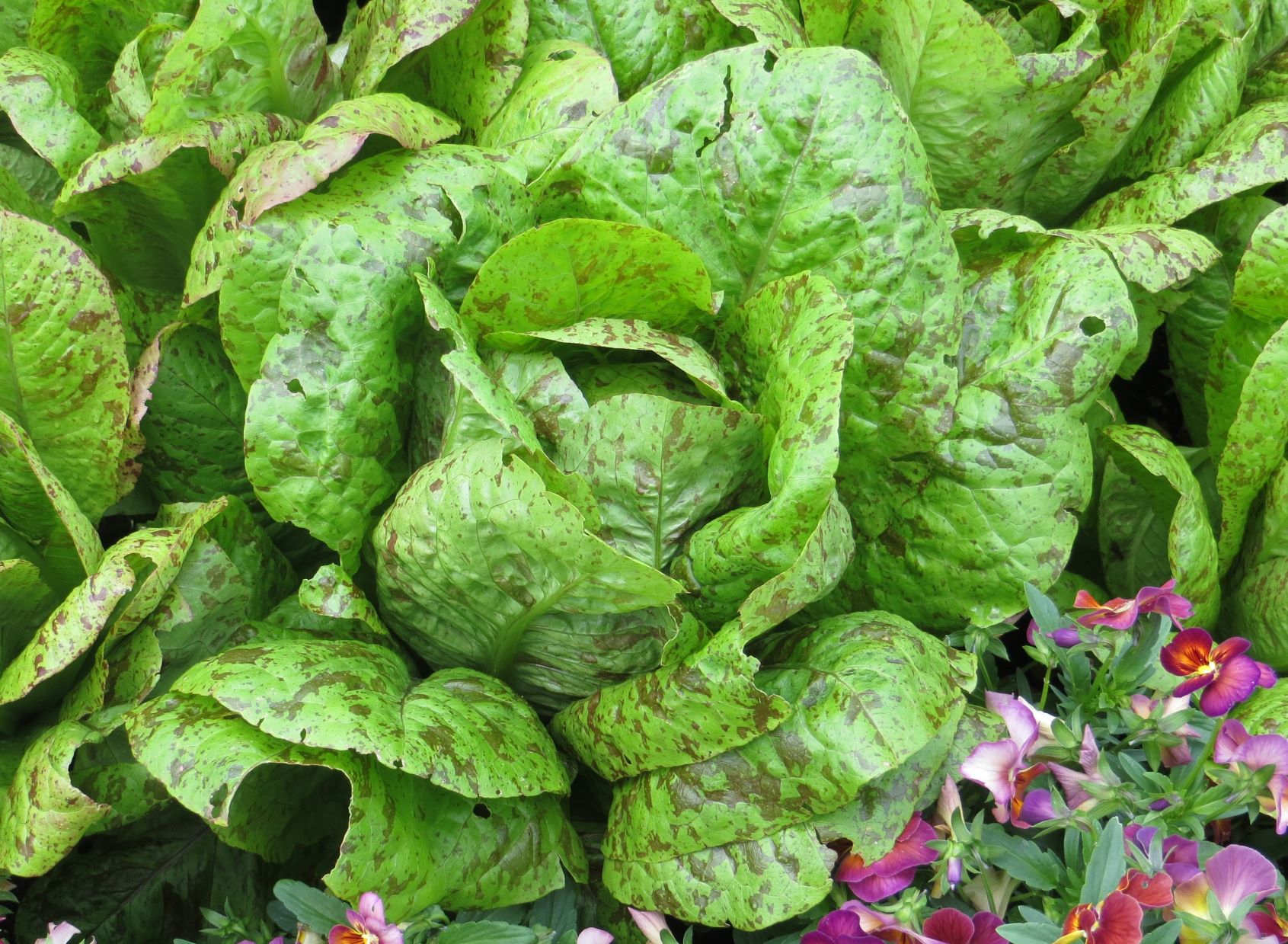 The Flashy Trout Back lettuce variety is both beautiful and delicious. (NDSU photo)