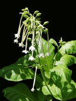 Nicotiana has a reputation for being one of the most fragrant annuals. (Flickr photo by: kkmarais)