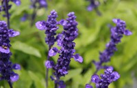 Depending on the species, salvia flower colors can range from blue, purple, pink and red to yellow and white.(Photo by David J. Stang, CC BY-SA 4.0, via Wikimedia Commons)