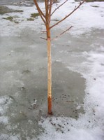 This crabapple tree was girdled by rabbits last winter.  A simple wrap or white plastic pipe would have prevented this loss. (NDSU photo)