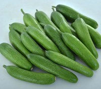 The Green Light cucumber variety is great for snacking, and its vines resist disease and keep producing until frost. (Photo courtesy of All-America Selections)