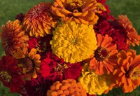 Lava Lamp zinnia has warm colors that attract people and pollinators. (Photo courtesy of Kim Triebwasser)