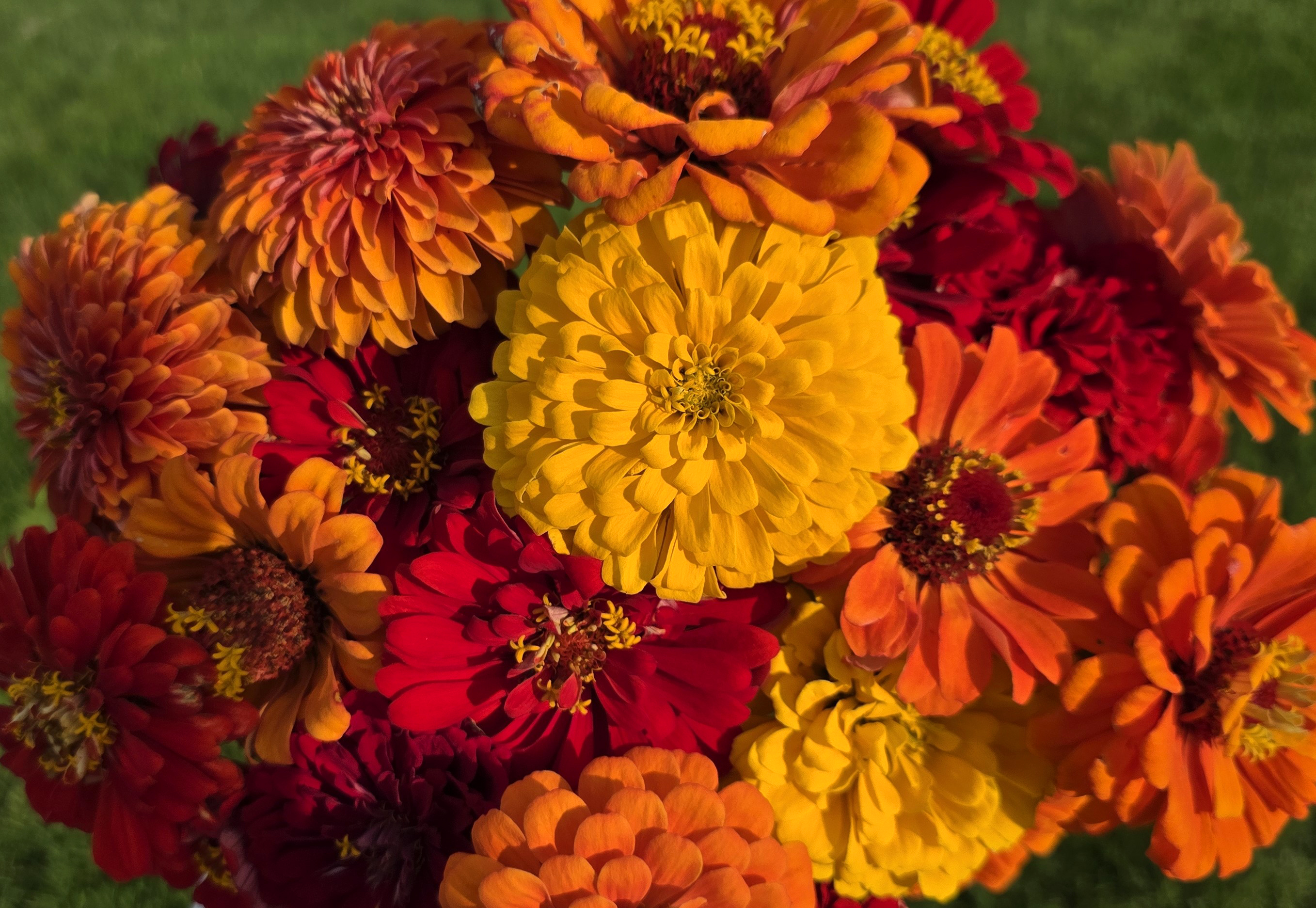 Lava Lamp zinnia has warm colors that attract people and pollinators. (Photo courtesy of Kim Triebwasser)