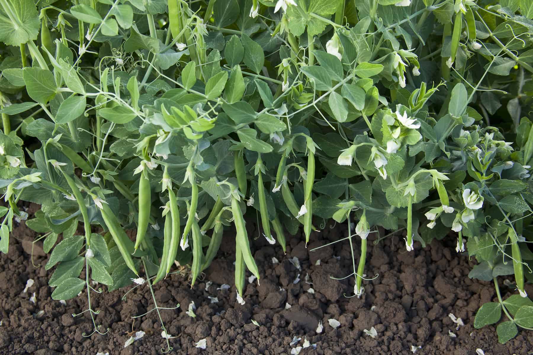 Snak Hero is a new snap pea variety being evaluated by gardeners in North Dakota. (Photo courtesy of All-America Selections)