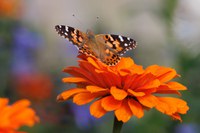 Zinnias are one of the most popular flowers grown in the Dakotas, as they are easy to grow, do not need much water and bloom all summer. (Flickr photo by Lesley~B)