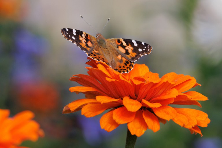 Zinnias are one of the most popular flowers grown in the Dakotas, as they are easy to grow, do not need much water and bloom all summer. (Flickr photo by Lesley~B)