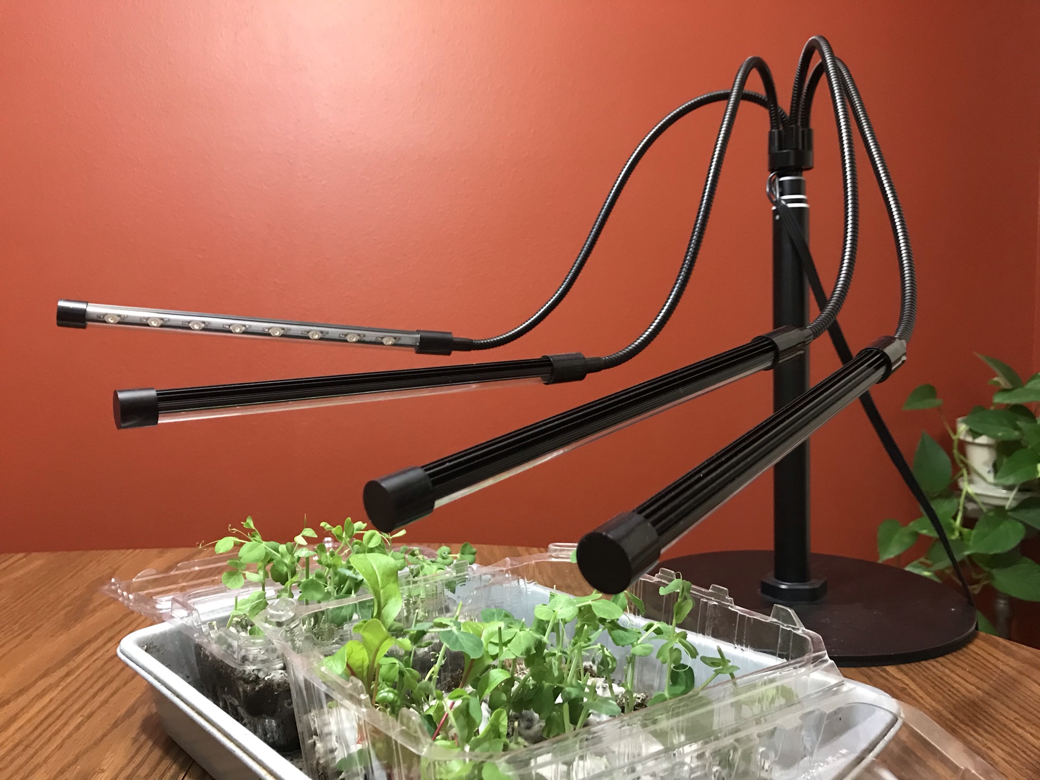 Artificial light needs to mimic sunlight to grow sturdy seedlings. (NDSU photo
