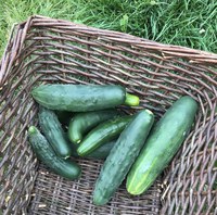 Cucumbers are ideal to grow on a trellis because the fruits are smaller and don’t need any extra support. (NDSU photo)