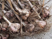 Now is the time to plant garlic. (Photo courtesy of F.D. Richards, www.flickr.com/50697352@N00/14800882264)