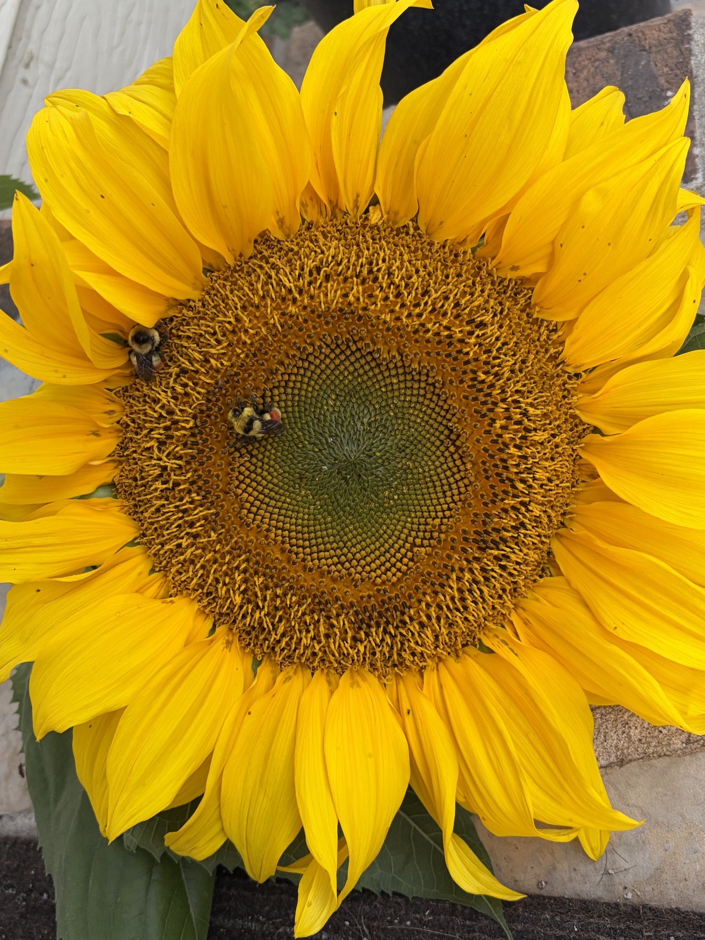 The Mammoth Grey Striped sunflower is an heirloom variety that produces very large flowers (up to 14 inches) on one stalk. (NDSU photo)
