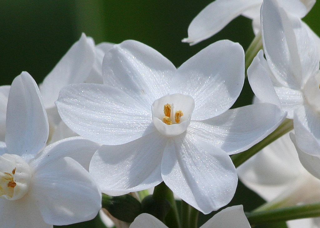 Decorate the holidays with beautiful and easy to grow paperwhites. (Flickr photo by: TexasEagle)