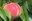 If you attempt to grow a peach tree in North Dakota, be sure to chose a cold-hardy variety. (Pixabay photo)