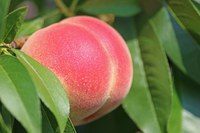 If you attempt to grow a peach tree in North Dakota, be sure to chose a cold-hardy variety. (Pixabay photo)