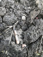 Limiting soil disruption in your garden using reduced till or no-till methods is one of the ways to increase the soil organic matter in your garden. (NDSU photo)
