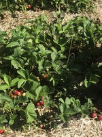 Strawberries require full sun — at least six to 10 hours each day. (NDSU photo)