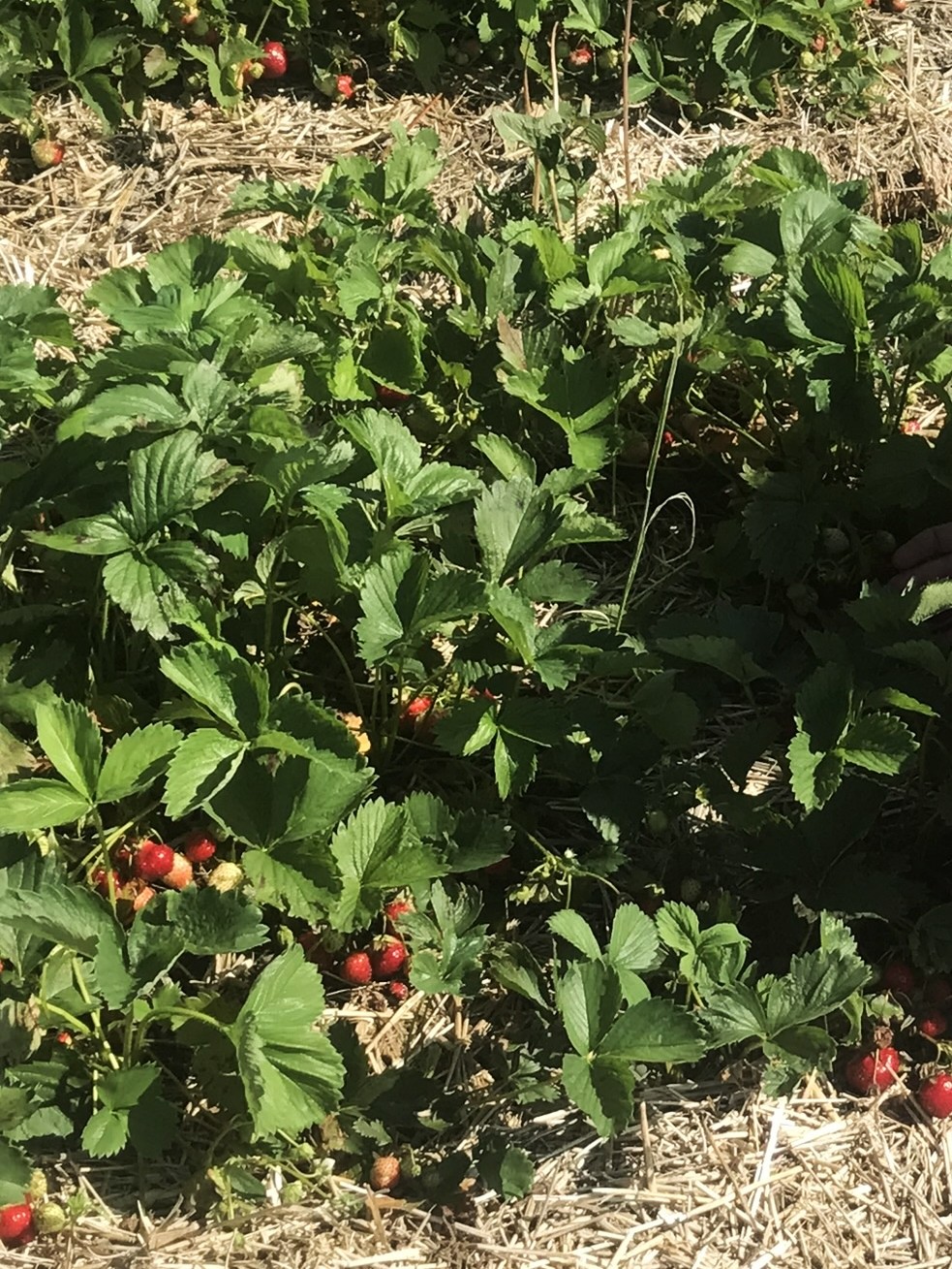 Strawberries require full sun — at least six to 10 hours each day. (NDSU photo)