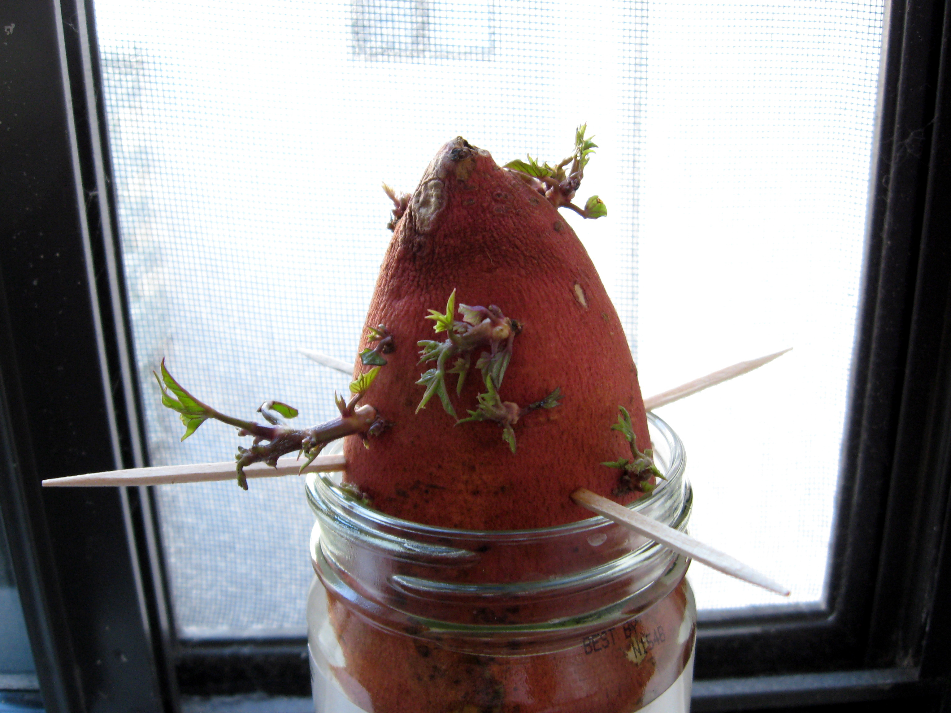 Many successful gardeners in North Dakota grow sweet potatoes from their own slips. (Flickr photo: Sat Garcia)