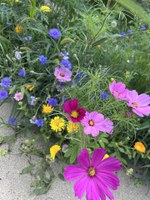 Wildflowers do more than bring interest and color to a landscape, they provide a buffet of pollen and habitat space for many different pollinators. (NDSU photo)