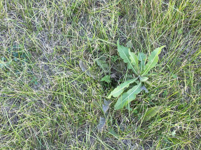 This lawn is showing the effects of the drought. (NDSU photo)