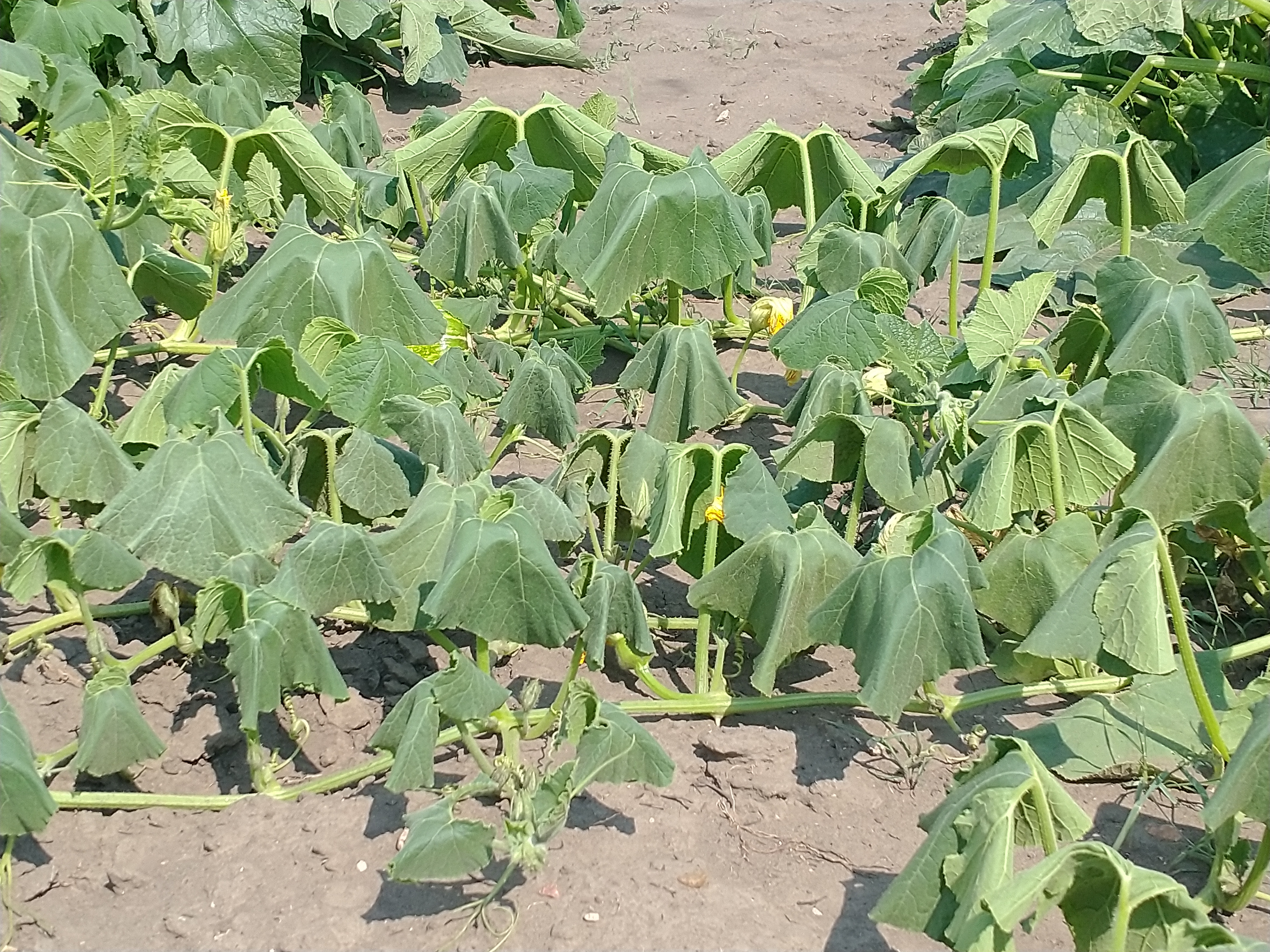 Extreme heat is causing cucumber vines to wilt. (NDSU photo)