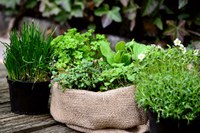 Many herbs are easy to grow in North Dakota gardens and are a fun way to add flavor, aroma and texture to your favorite foods. (Pixabay photo)