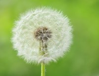 Fall is a good time to apply herbicide to kill perennial lawn weeds such as dandelions. (Photo courtesy of Michael Gabler, CC BY 3.0 via Wikimedia Commons)