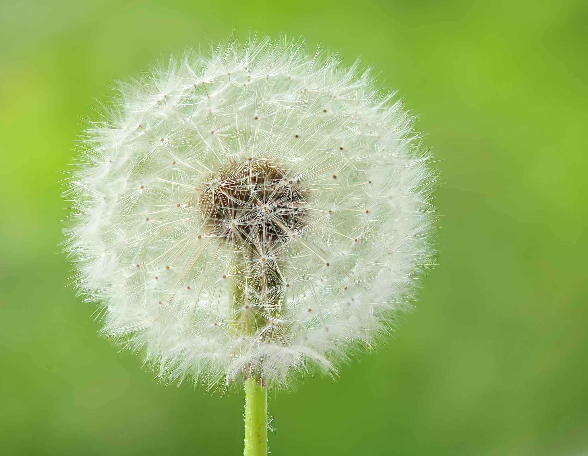Fall is a good time to apply herbicide to kill perennial lawn weeds such as dandelions. (Photo courtesy of Michael Gabler, CC BY 3.0 via Wikimedia Commons)