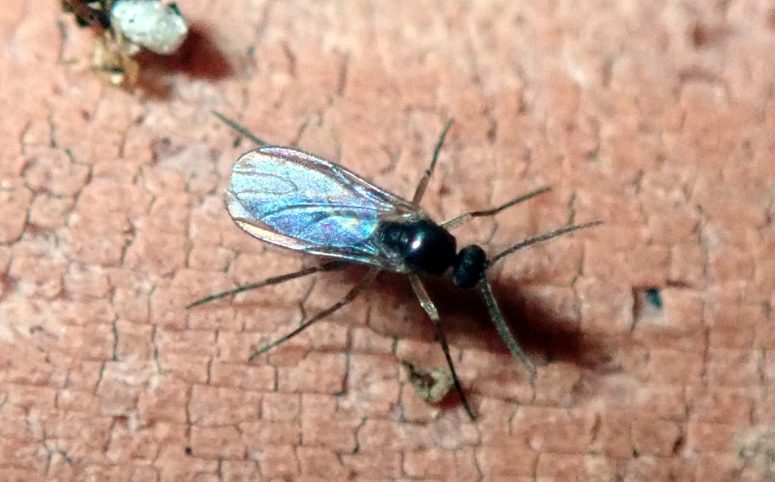 Managing fungus gnats need not be a toxic battle if you understand their life cycle and their environmental preferences. (Photo by: Whitney Cranshaw, Colorado State University, Bugwood.org)