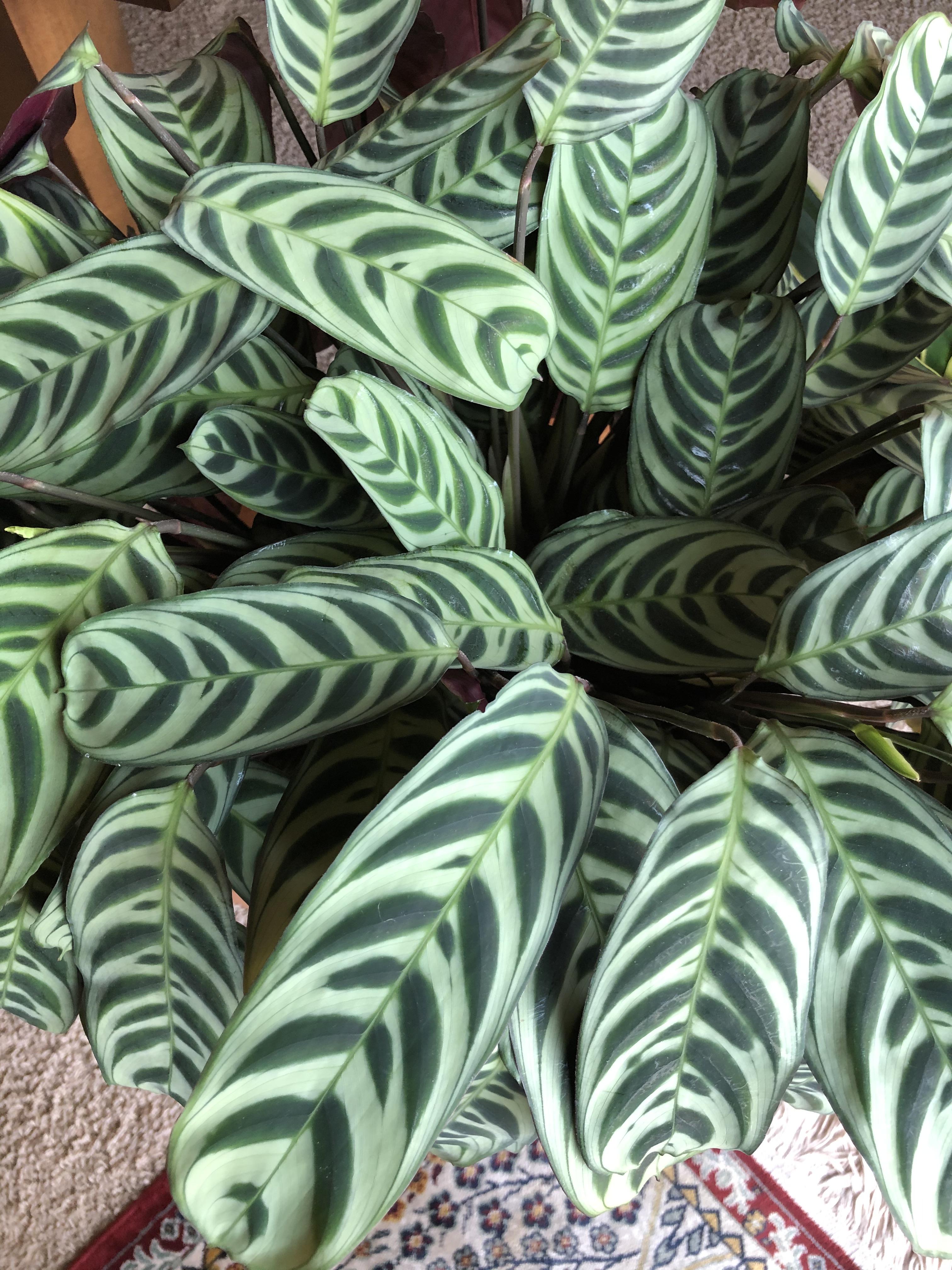 Calatheas have interesting patterns on their foliage. (NDSU photo)