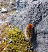 The Arctic woolly bear caterpillar can survive temperatures of 70 degrees below zero. (Photo courtesy of Mike Beauregard, Nunavut, Canada, https://commons.wikimedia.org/wiki/File:Gynaephora_groenlandica.jpg)