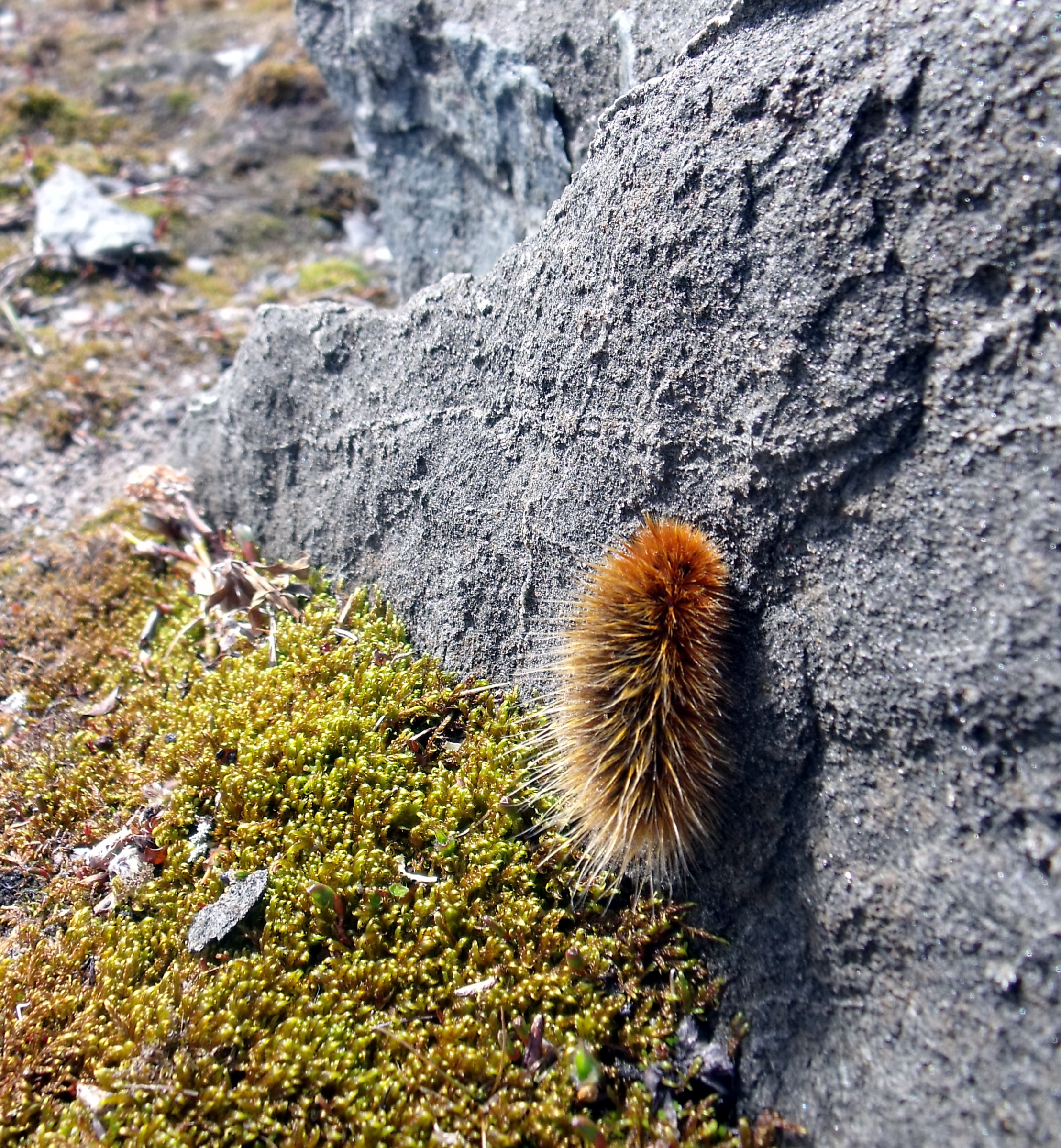 The Arctic woolly bear caterpillar can survive temperatures of 70 degrees below zero. (Photo courtesy of Mike Beauregard, Nunavut, Canada, https://commons.wikimedia.org/wiki/File:Gynaephora_groenlandica.jpg)