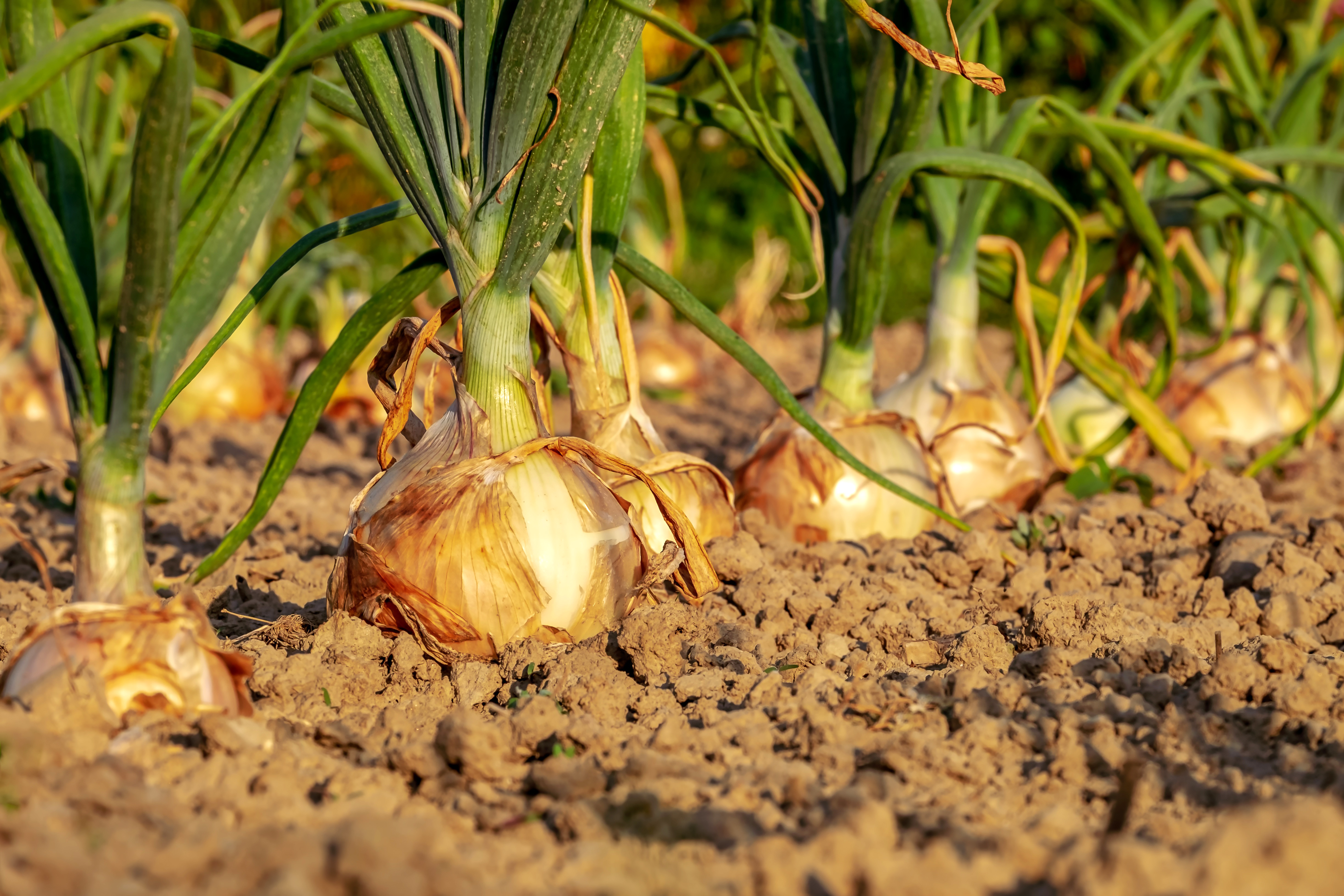 Now is the time to start making plans if you want to grow giant onions. (Photo courtesy of Pixabay)