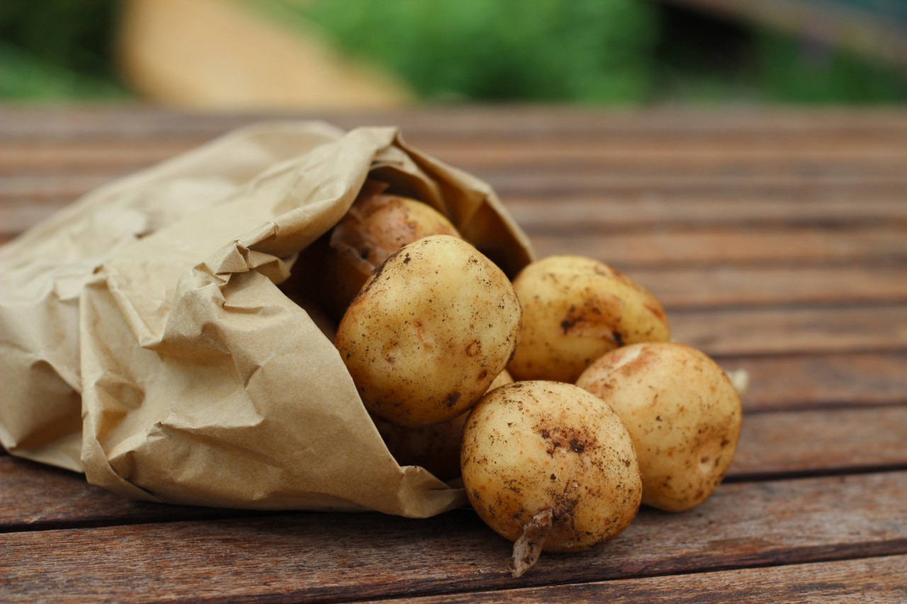 dakota-gardener-how-to-plant-potatoes-extension-and-ag-research-news