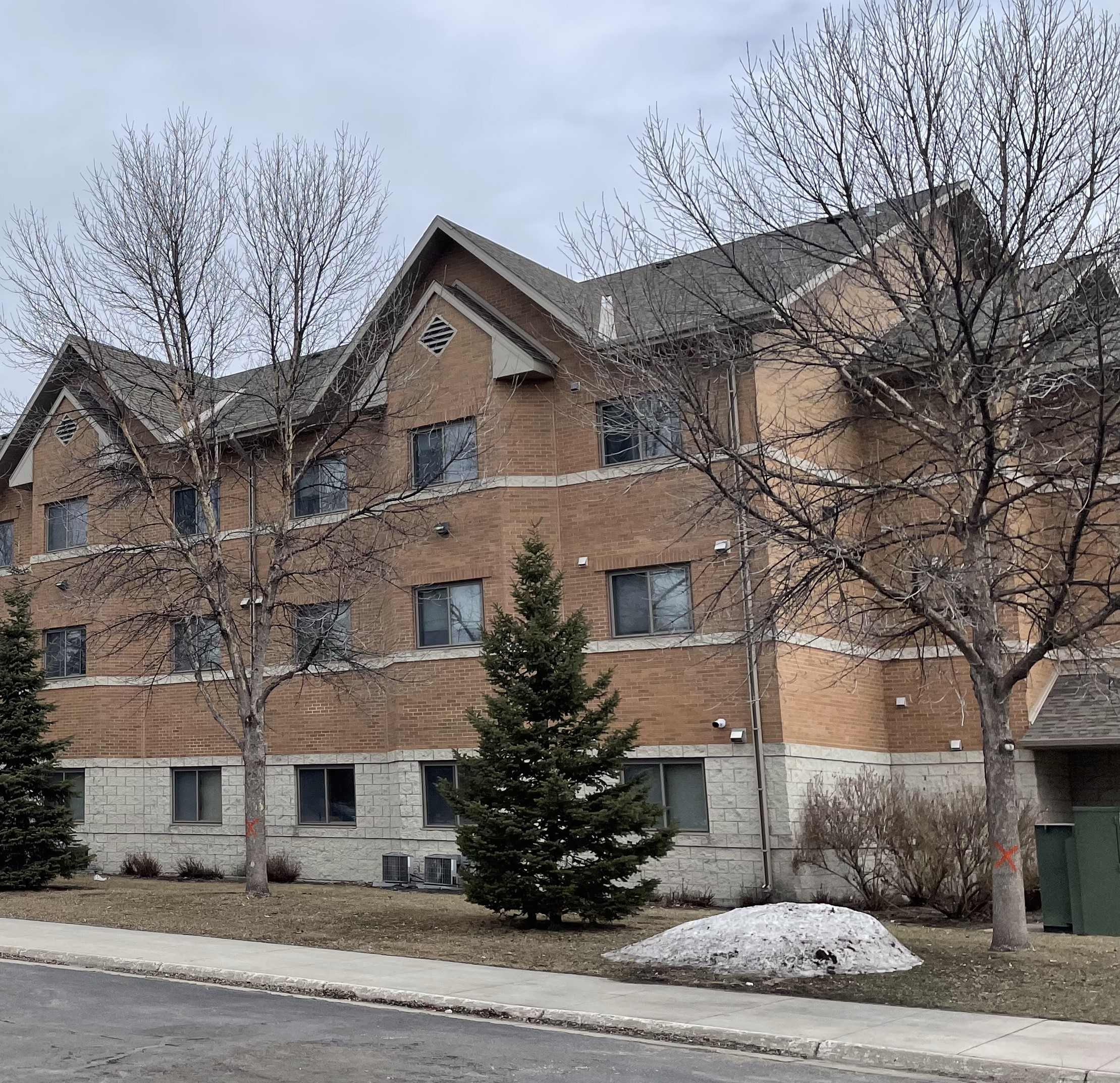 These ash trees in Moorhead, Minnesota, are infested with EAB. They could have been preemptively removed years ago, along with planting of new trees. Diversifying sooner, rather than later, is a good approach says NDSU Extension forester, Joe Zeleznik. (NDSU photo)