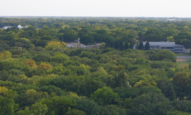 The urban forest canopy is an investment in this North Dakota community. (NDSU photo)