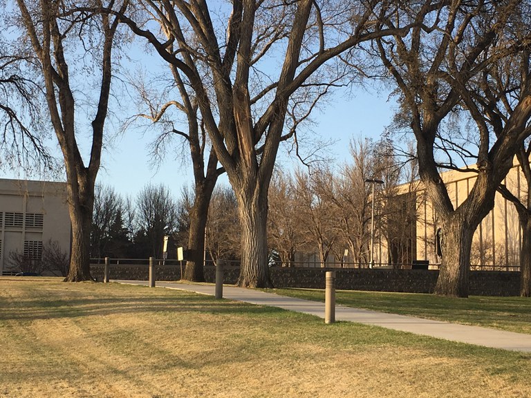 Large American elms at the North Dakota State Capitol in Bismarck. Were these planted in memory of World War I soldiers? (NDSU photo)