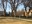 Large American elms at the North Dakota State Capitol in Bismarck. Were these planted in memory of World War I soldiers? (NDSU photo)