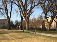 Large American elms at the North Dakota State Capitol in Bismarck. Were these planted in memory of World War I soldiers? (NDSU photo)