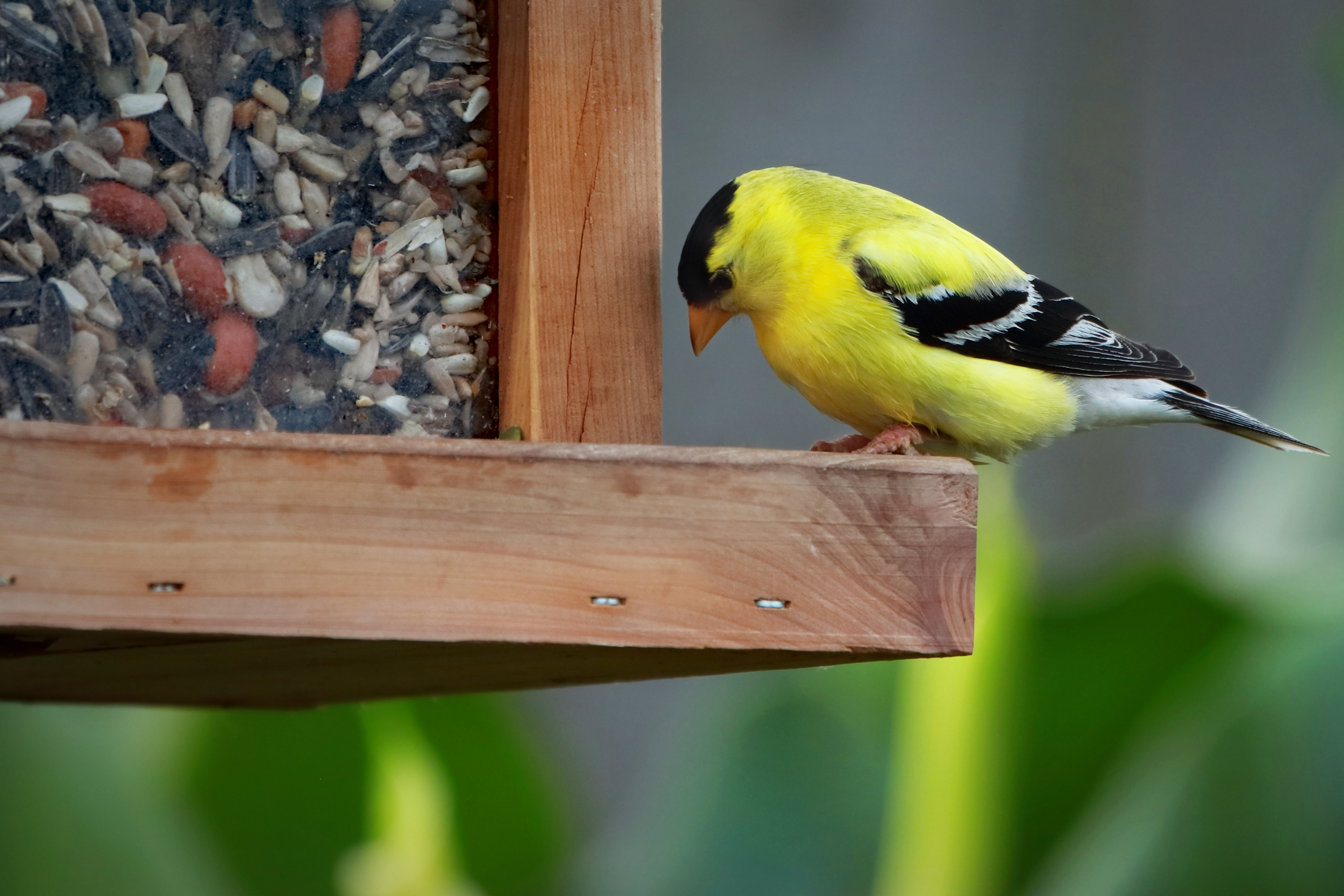 Birds are fun to watch because they provide bright flashes of color and curious movements. (Photo courtesy of Ian Sane, https://www.flickr.com/photos/31246066@N04/49881359122/)